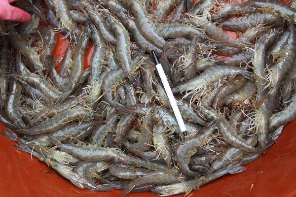 0906_강화군_왕새우_출하