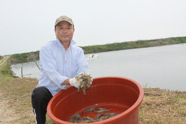 0906_강화군_왕새우_출하1