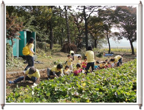 1014_고구마캐기