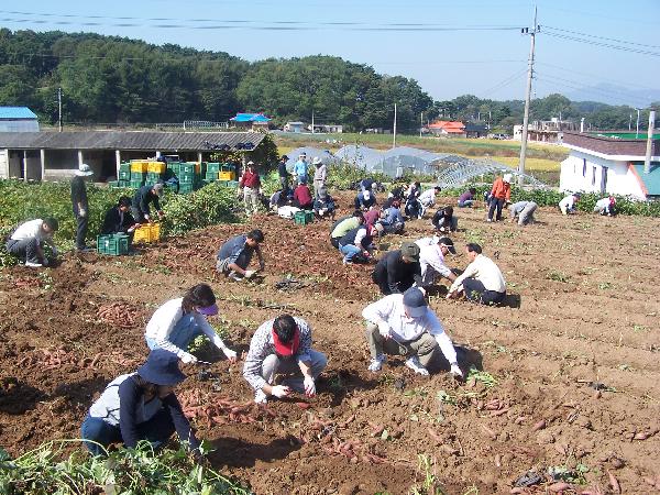 1014_농업기술센터__kt_고구마캐기_체험