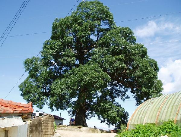 1019_강화군_큰나무_관리_실태