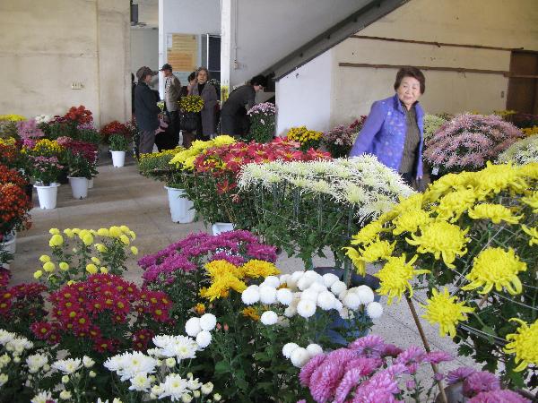 1103_강화국화전시회_1