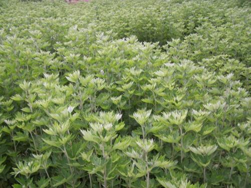 크기변환_0516_약쑥밭