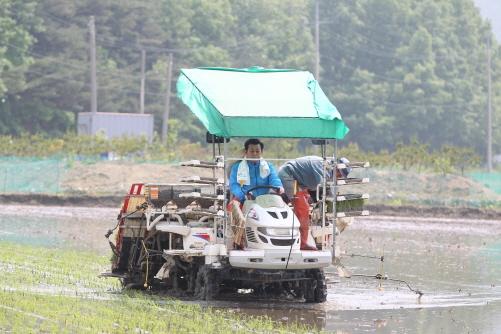 크기변환_0516_유천호_강화군수_모내기2