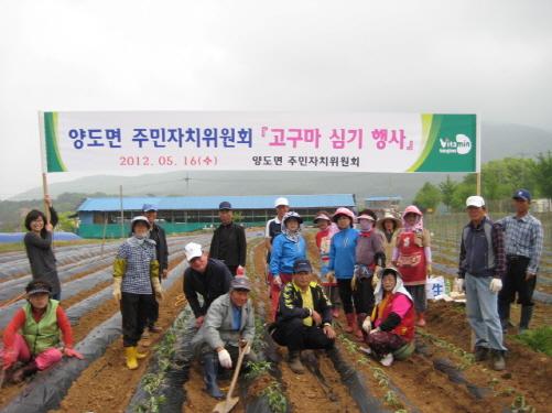 크기변환_0517_양도면_주민자치_고구마_식재