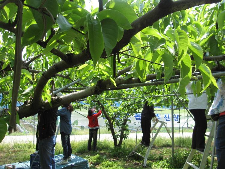 크기변환_0523_불은면_일손돕기