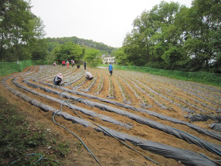 크기변환_0530_내가면_고구마_식재