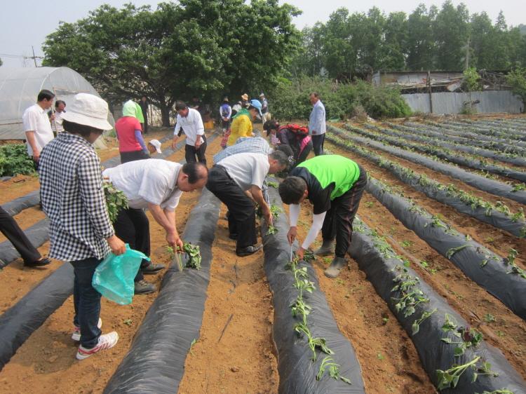 크기변환_0604_교동면_고구마_1