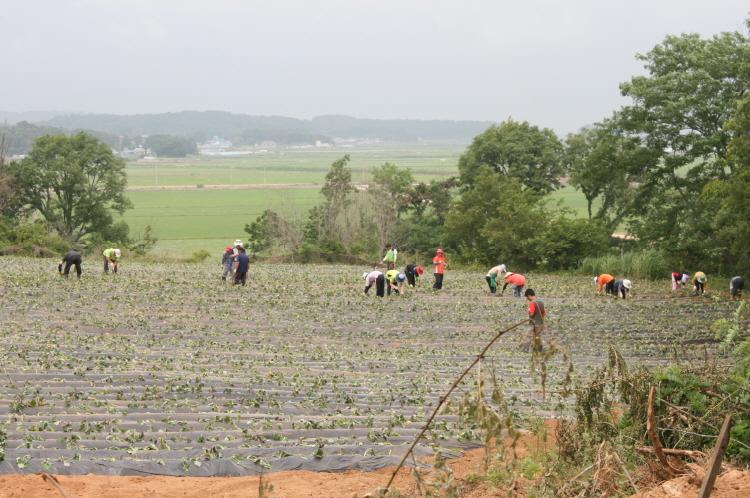 크기변환_0614_농업경영인_고구마_심기