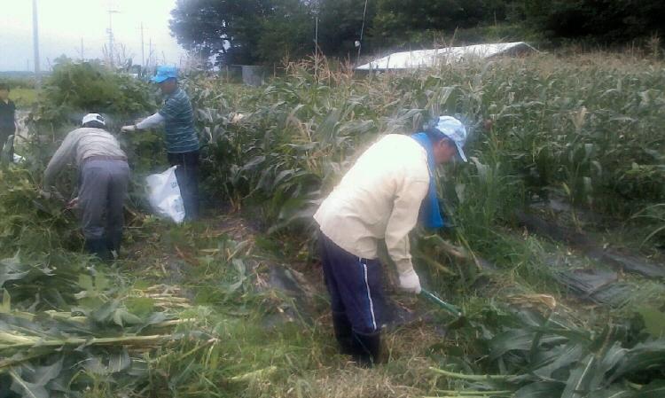 크기변환_0726_송해면_주민자치_위원_옥수수_수확_모습