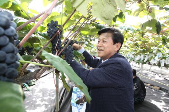 크기변환_0919_강화섬포도축제1