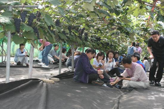 크기변환_0919_강화섬포도축제2