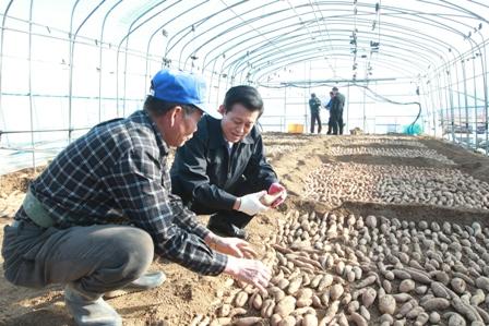 0318_유천호_군수_속노랑고구마_육묘장_방문