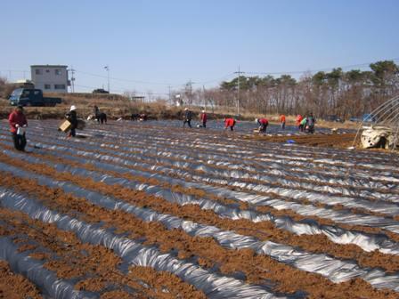 0327_교동면주민자치위원회_감자식재