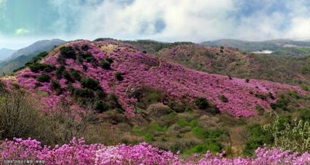 0412_고려산_진달래1