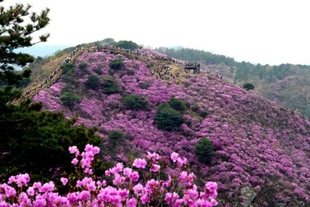0412_고려산_진달래2