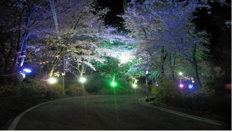 0424_북문_벚꽃길_야간조명_설치