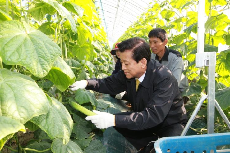 0430_유천호_군수_오이_재배현장_방문