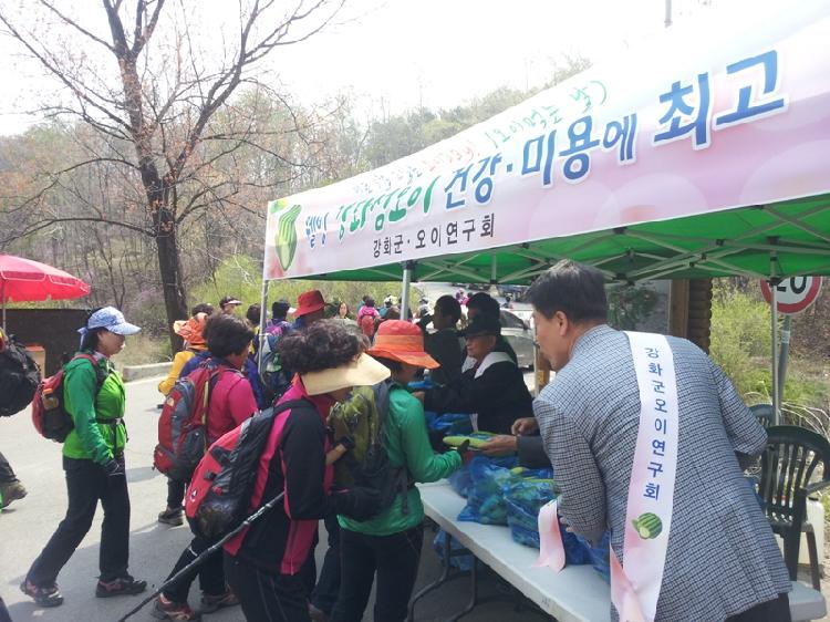 0503_강화섬_오이_홍보