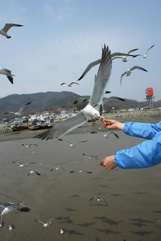 0515_석모도와_갈매기