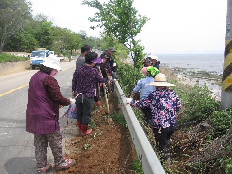 0516_화도면새마을부녀회_꽃길조성