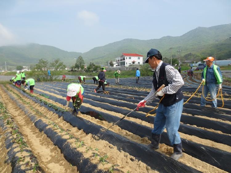 0520_화도면주민자치위원회_고구마심기_행사