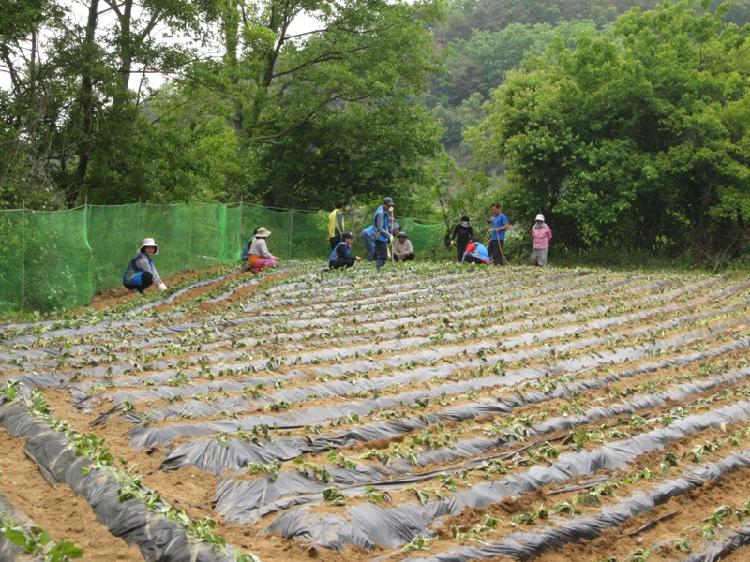 0524_내가면주민자치위원회_고구마_식재