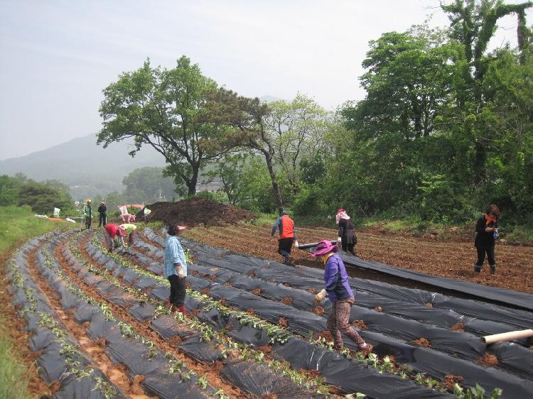 0531_양도면_주민자치위_고구마_심기