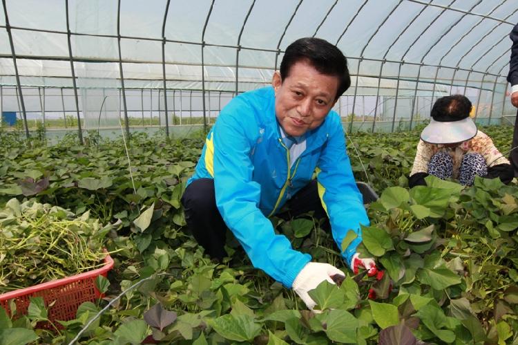 0607_속노랑고구마_재배현장_방문