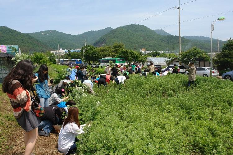 0607_약쑥축제_홍보(약쑥베기체험)