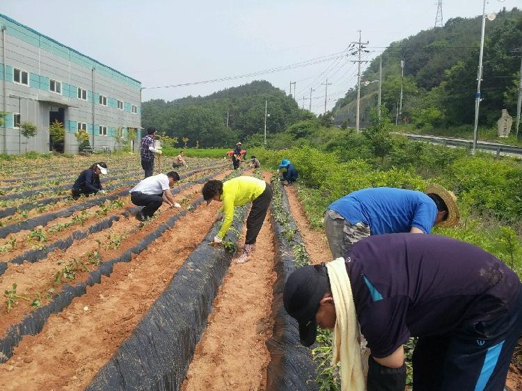 0610_강화읍주민자치위원회_고구마_식재
