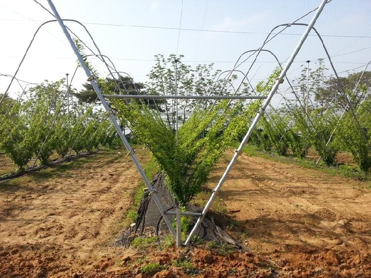 0611_자두과원_지주_및_방조망_설치