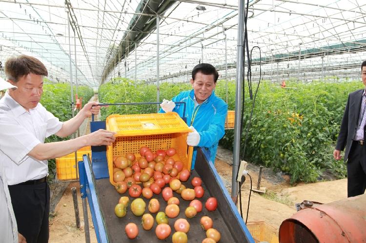 0611_토마토_시설재배현장_방문1