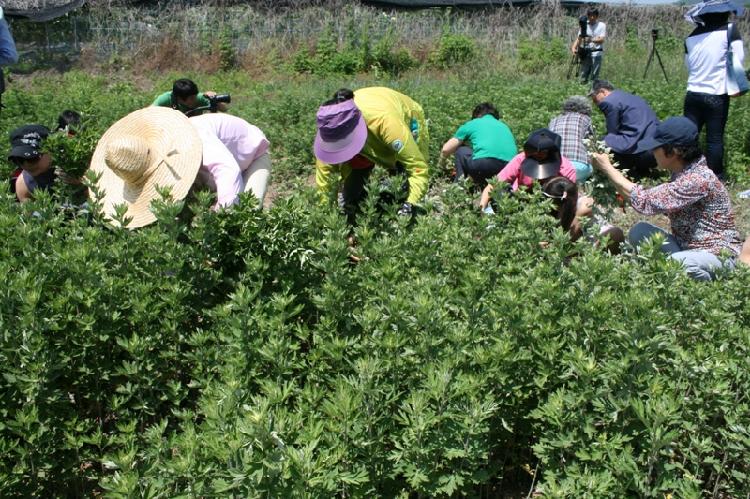 0617_강화약쑥축제3