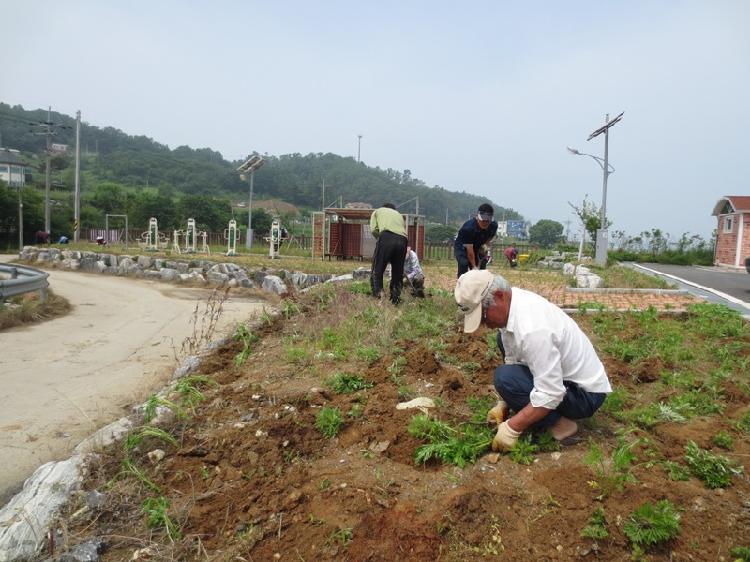 0617_화도면_장화1리_테마공원_가꾸기
