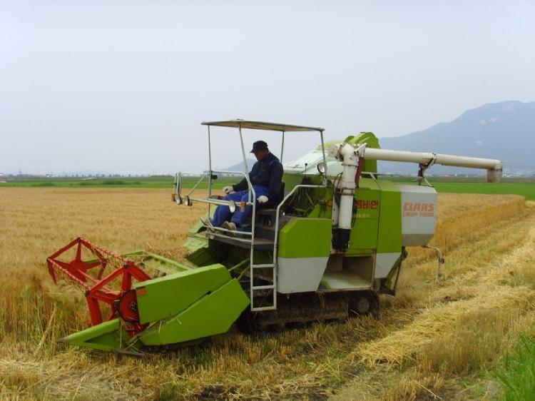 0625__찰쌀보리_수확_장면