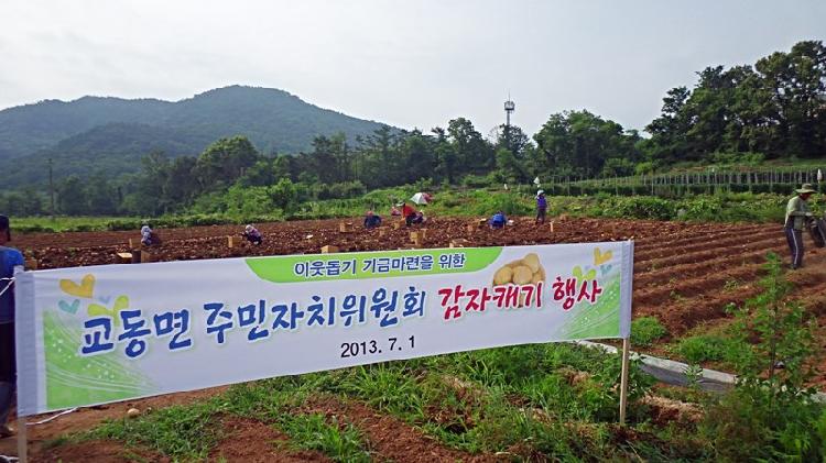 0702_교동면_주민자치위원회_감자_수확