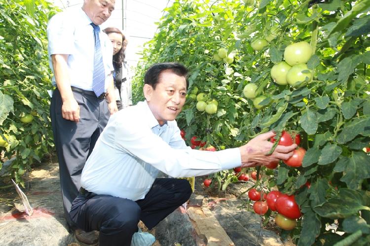 0703_토마토_시설재배_신기술_도입_평가회1