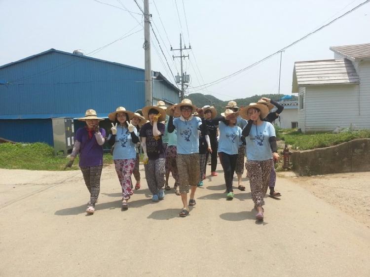 0704_성균관대학교_학생들_볼음도_농촌일손돕기