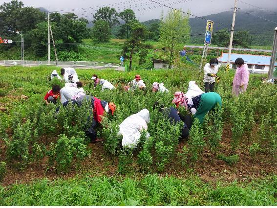0726_양도면_여성단체_환경정비2