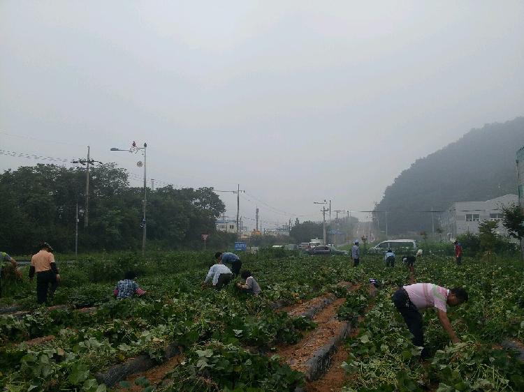 0729_강화읍주민자치위원회_고구마밭_조성
