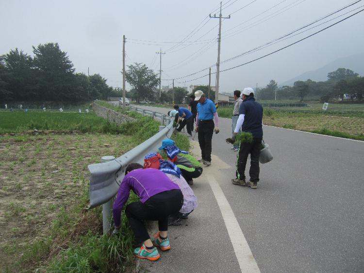 0729_삼산면주민자치위원회_석포리_도로변_꽃길조성