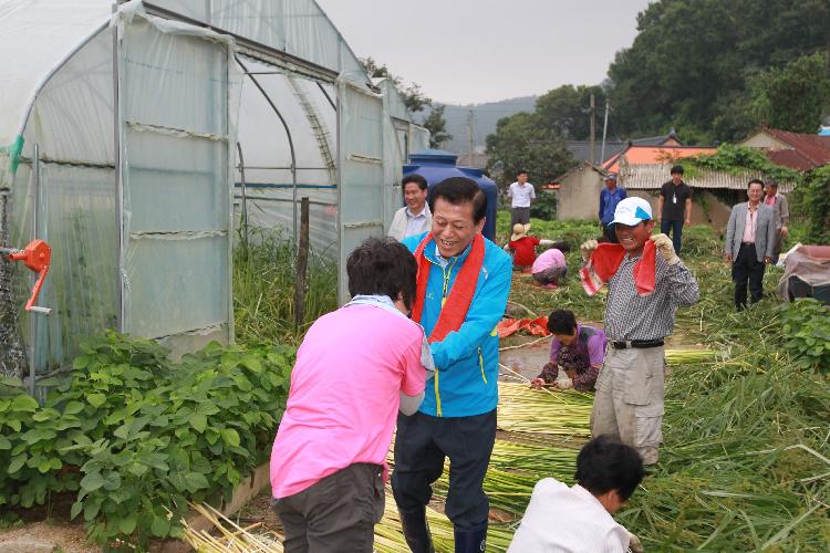 0805_유천호_군수_왕골재배현장_방문1