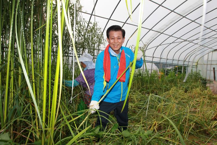 0805_유천호_군수_왕골재배현장_방문2