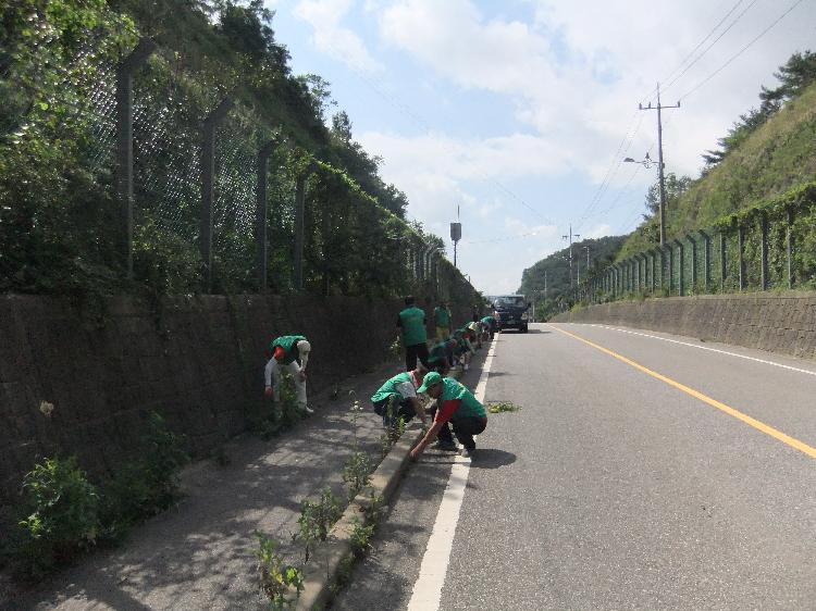 0816_강화읍새마을지도자협의회_환경정비