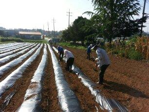 0822_선원면주민자치위원회_김장배추_식재