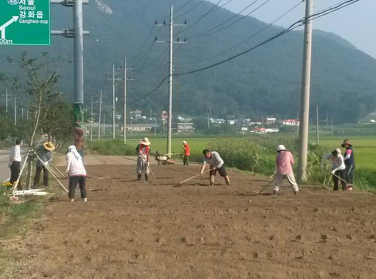 0826_하점면주민자치위원회_순무식재