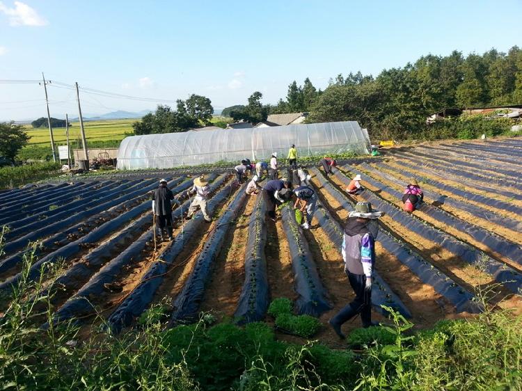 0906_교동면주민자치위원회_순무_식재