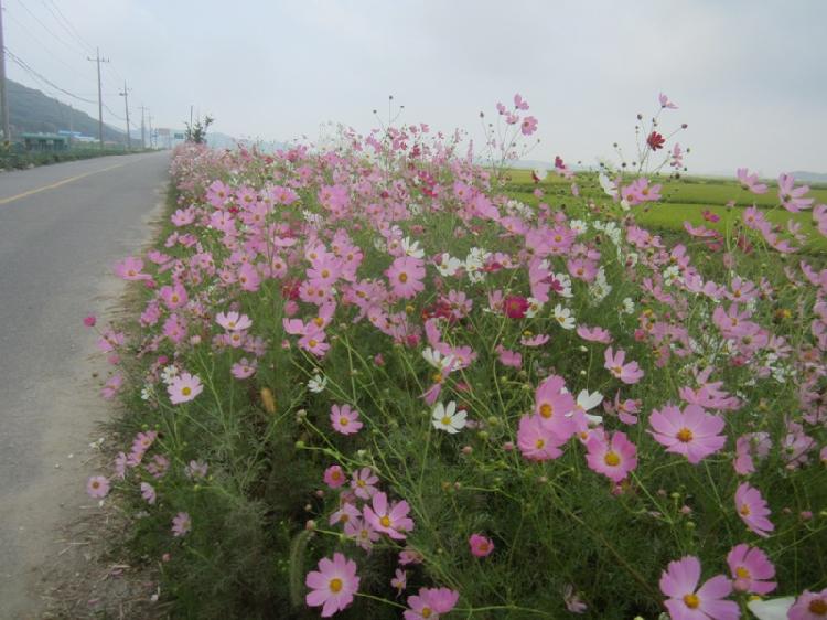 0924_삼산면_코스모스_만발1