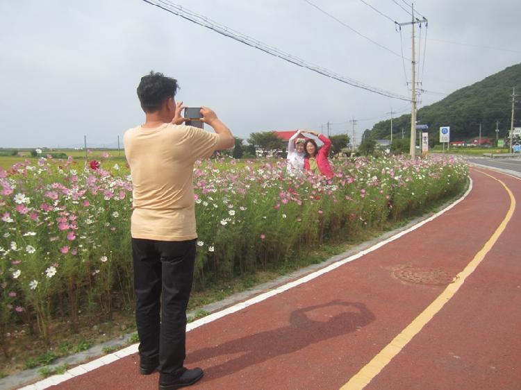 0924_삼산면_코스모스_만발2